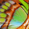 Robin Chasing Butterflies - Single album lyrics, reviews, download