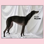 Flat Worms - Pearl