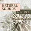 Natural Sounds for All Day: Peaceful Music for Zen Garden, Amazing New Age Music for Relaxation, Meditation Music Experience