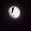 Strazdas - Single