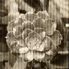 Strange Blooms - EP album lyrics, reviews, download