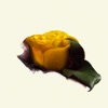 Yellow Rose - Single