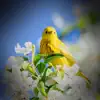 Relaxing Sounds of Birds and Nature for Calmness and Meditation - Single album lyrics, reviews, download