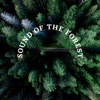 Sound of the Forest (Meditation and Relaxing)
