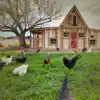 Stream & download Chicken Sounds on Farm for Instant Relaxation and Good Mood - Single