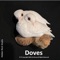 Doves - Hidden Rock Studio lyrics