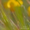 Peaceful Garden - WAVELAB lyrics