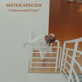 Sister Species - Cottonwood Trees