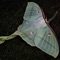 Luna Moth - Chris Glassfield lyrics