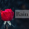 Rain - Single