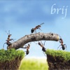 Brij