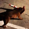 Blaclines - Catslash lyrics