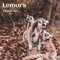 Lemurs - Victor Go lyrics