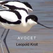 Avocet artwork