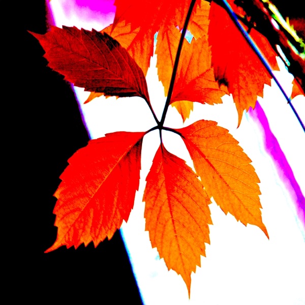 Yield Sign