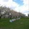 Apple Blossom Time - CHRIS RAWLINGS lyrics