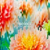 Global Underground: Select #5 (DJ Mix)