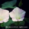 Ame - Life Is My Soundtrack lyrics