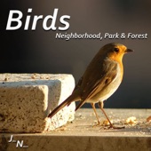 Birds - Neighborhood, Park & Forest artwork