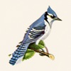 The Blue Jay EP
