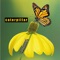 Caterpillar - Single