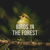 Birds in the Forest, Pt. 1 artwork