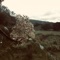 Alia - lofre lyrics