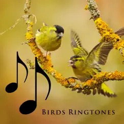 Birds Ringtones: Nature Alarm Clock by Various Artists album reviews, ratings, credits