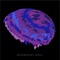 Phosphenes (feat. Absoluut) - DF lyrics