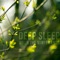 Buttercups - Deep Sleep lyrics