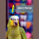 Paul Hearn & Yetis Ozkan - Jake's Parrot: Dominoes: Level One