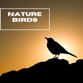 Nature Birds - Mother Nature - EP artwork