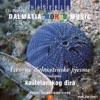 The Best Of - Dalmatia World Music (Live)