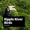 Ripple River Birds - Single album lyrics, reviews, download