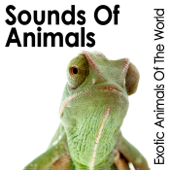 Sounds of Animals: Exotic Animals of the World - Pro Sound Effects Library