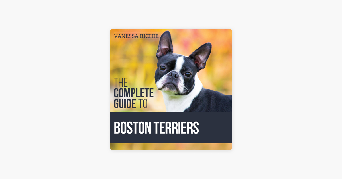 why are boston terriers hard to housebreak