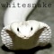 WhiteSnake - Acad lyrics