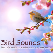 Bird Sounds - Bird Calls Nature Relaxation Music for Inner Peace - Bird Songs Nature Music Specialists