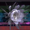 Autopilot - Single