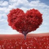 Love - Single