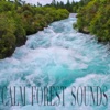 Calm Forest Sounds