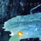 Blue Forest - キセキレイ lyrics