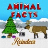 Reindeer - Single