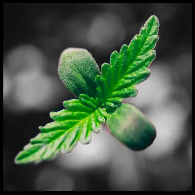 T.H.C. (feat. Lion Fiah) - Single - KeenWan