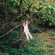 Swimming - Maple Glider