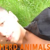 Herd Animals - Single, 2020