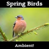 Spring Birds and Relaxing Nature - 30 Amazing Melodies