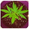 Nu Dope Joints