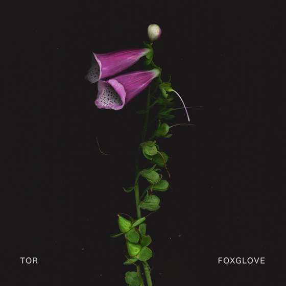 Cover artwork for Foxglove