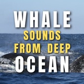 Whale sounds from Deep Ocean artwork